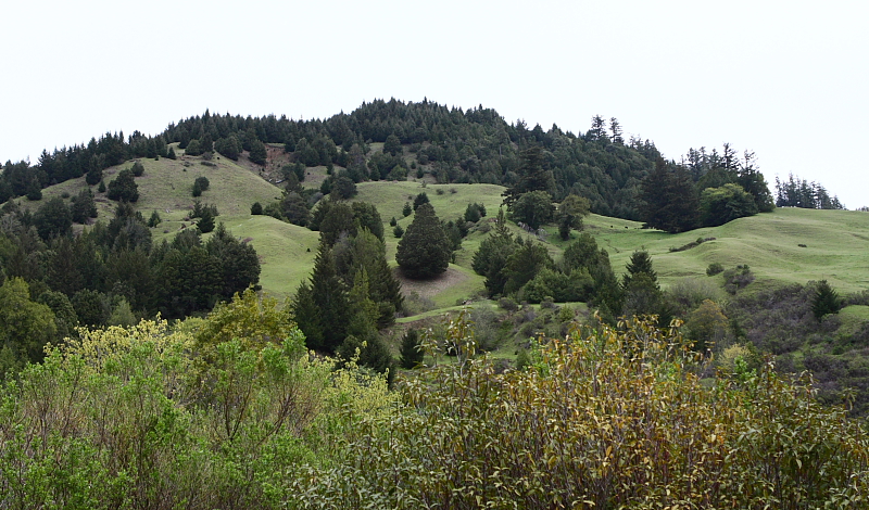 4-11-09 hills of the lost coast calif_4379.JPG