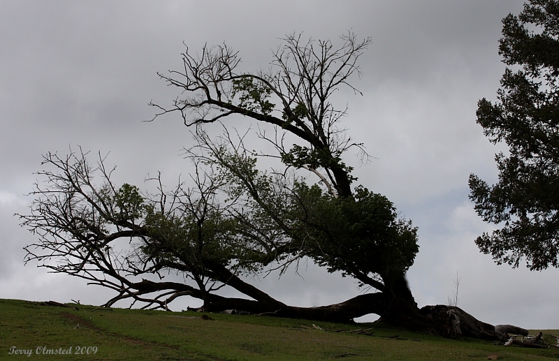 4-8-09 oak tree Kings Ridge_4200.JPG