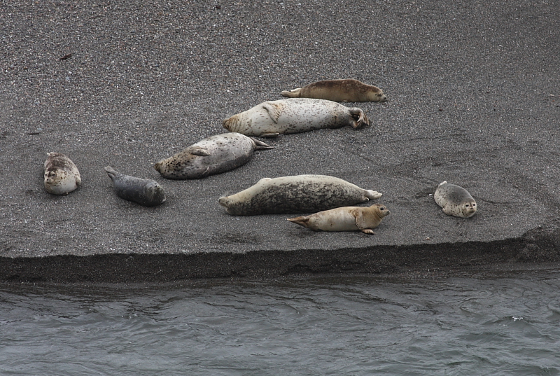 4-8-09 seal at beach below kings ridge_4268.JPG
