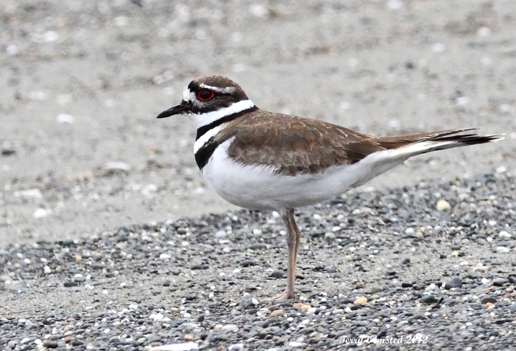 5-5-2012 killdeer_6310c2.JPG
