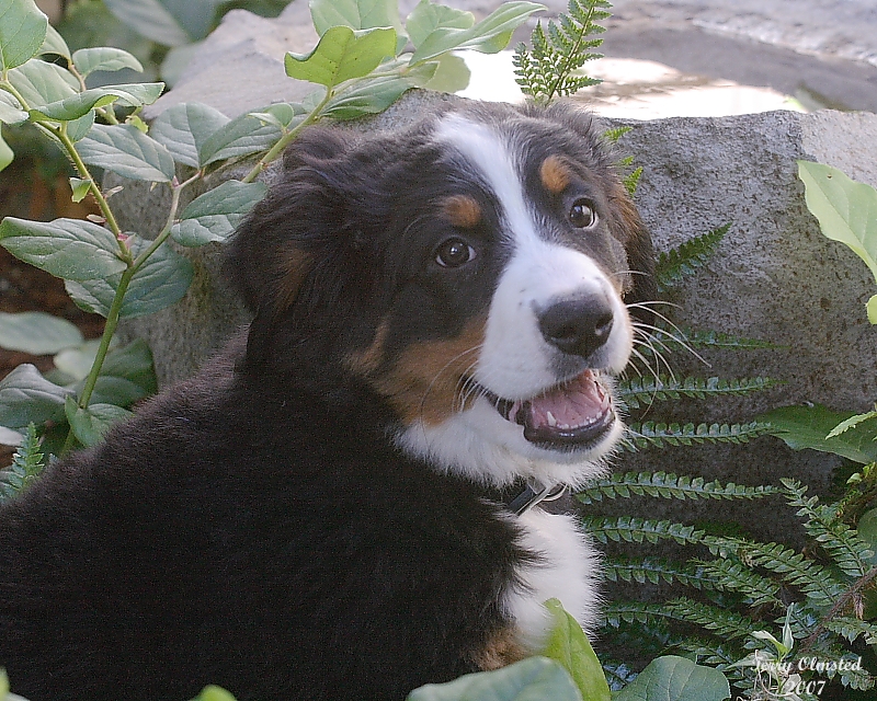 8-17-07 zoe 0633r.jpg