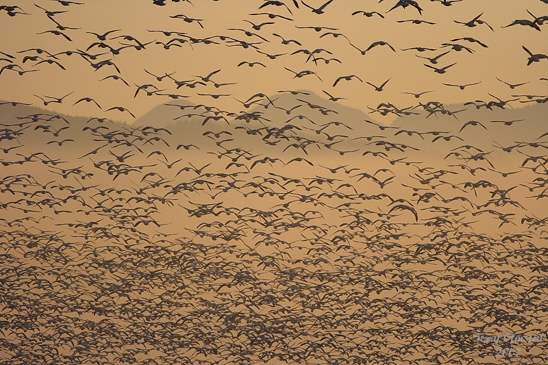 11-02-07 geese flyoff_3400.JPG