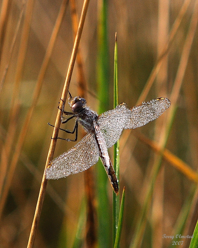 11-02-07dragon fly frozen 3461.JPG