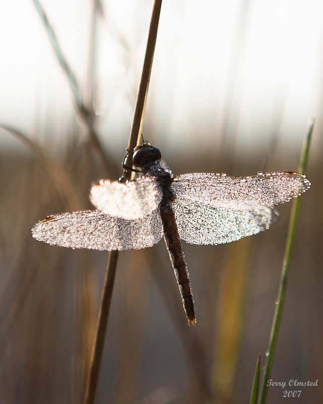 11-02-07dragon fly frozen 3467.JPG