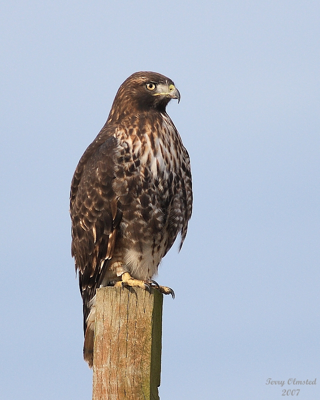 11-02-07redtail_3513.JPG