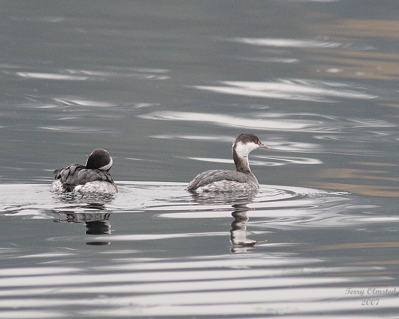11-06-07 horned grebe _3685.JPG
