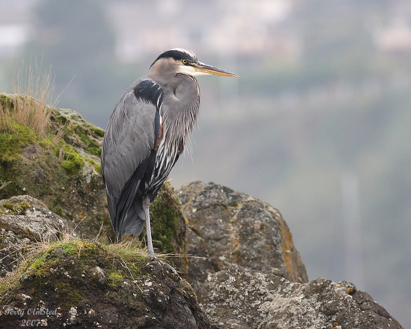 11-06-07 Heron on the rocks_3691.JPG