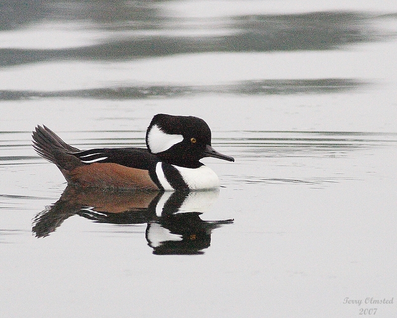 11-06-07 hooded merganzer_3647.JPG