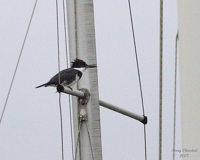 11-06-07 Kingfisher_3675.JPG