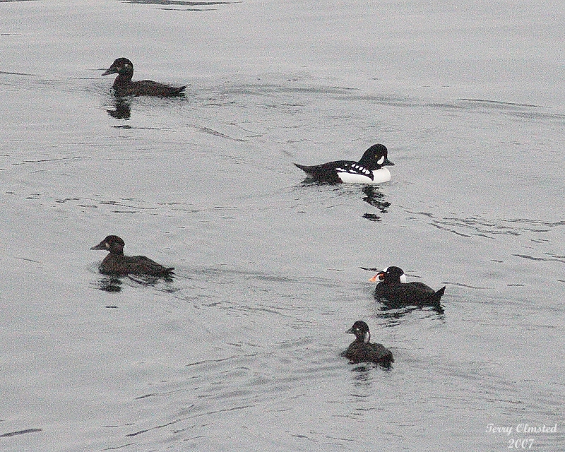 11-06-07 barrows goldeneye m and fm surf scoters_3599.JPG