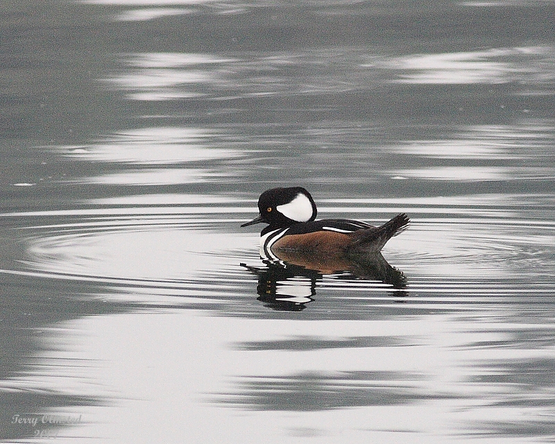 11-06-07 hooded merganzer_3628.JPG