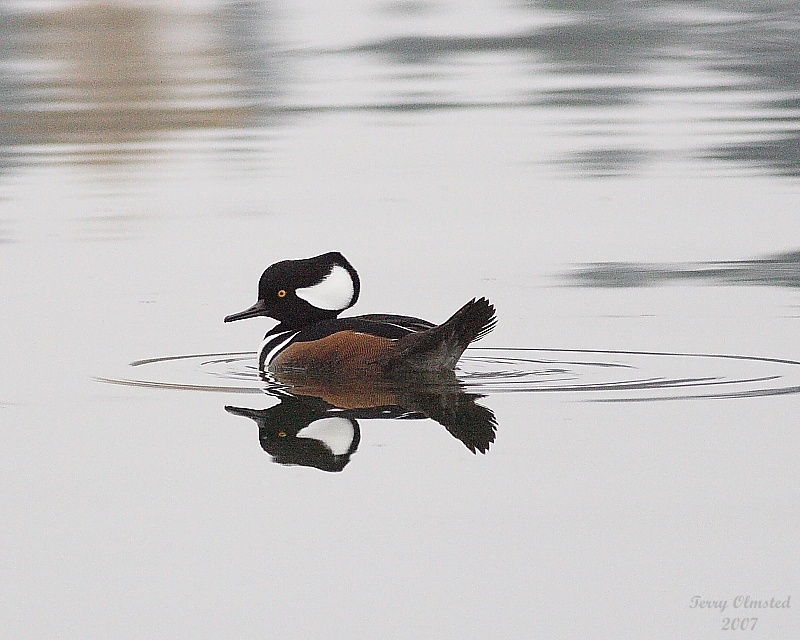 11-06-07 hooded merganzer_3640.jpg