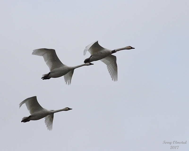 11-16-07 Hayton swans are back_4006.JPG