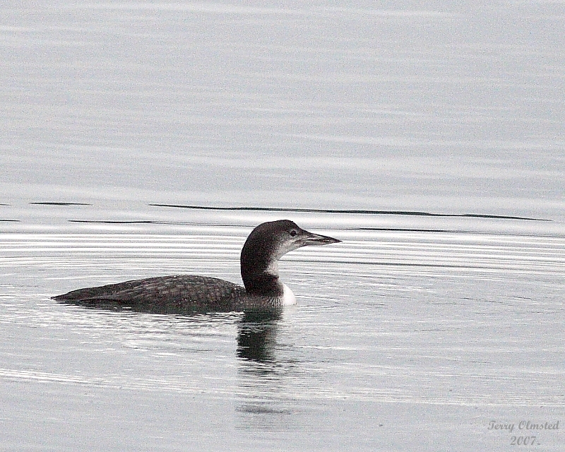 11-16-07 Loon Marchs Point_4051.JPG