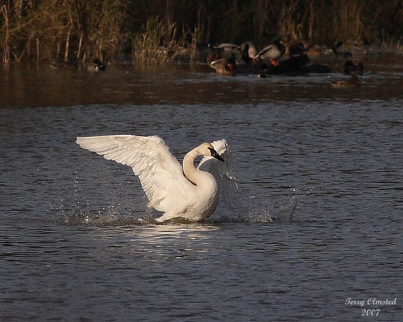 11-21-07 swan in water_4199 c2.JPG