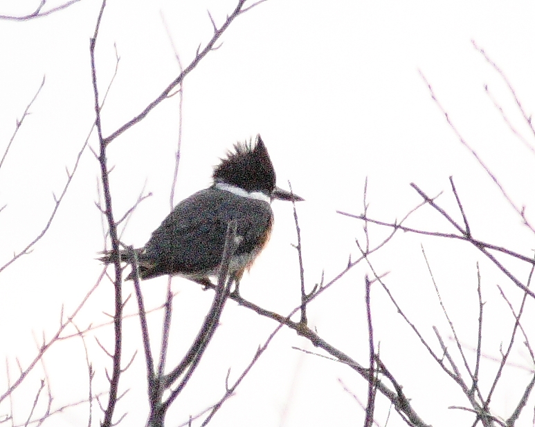 11-30-07 kingfisher_4743.JPG
