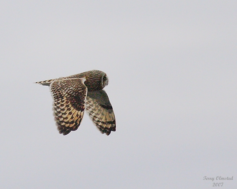 11-30-07 short-eared owl_4614.JPG