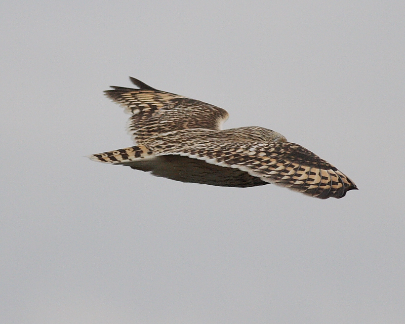 11-30-07 short-eared owl_4644.JPG
