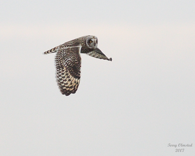 11-30-07 short-eared owl_4670.JPG