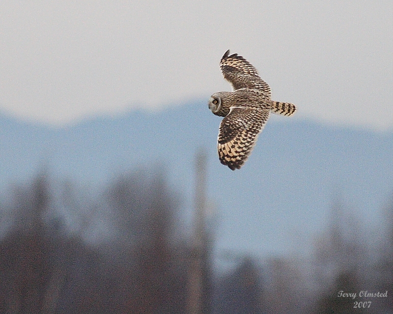 11-30-07 short-eared owl_4698.JPG