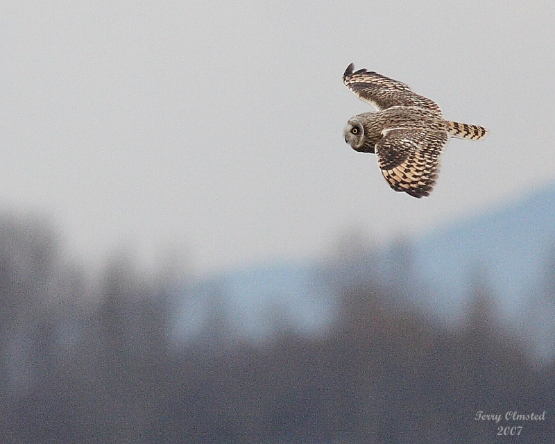11-30-07 short-eared owl_4699.JPG