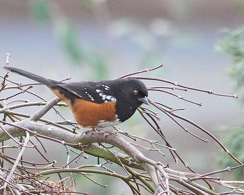 12-16-07 towhee_5183.JPG