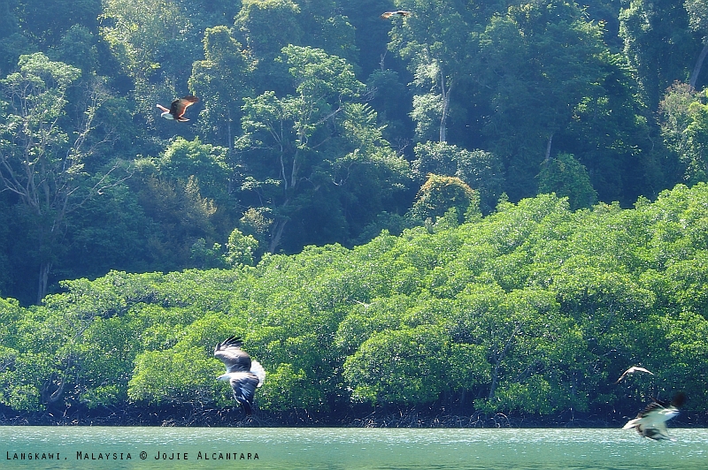 Langkawi Eagle Feeding