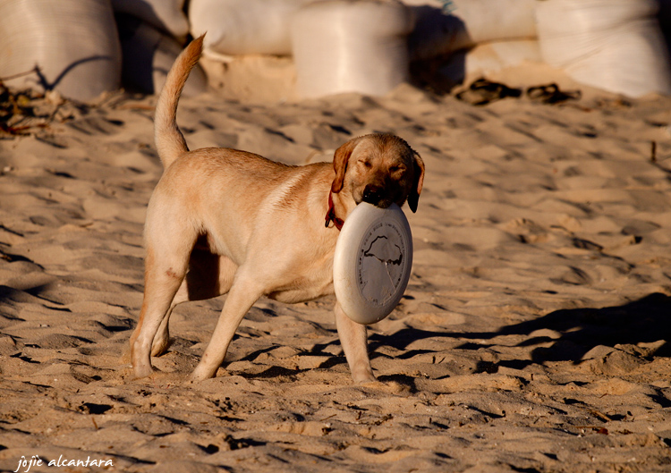 Frisbee dog
