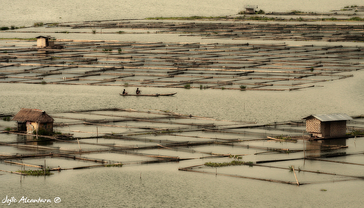Fish cages