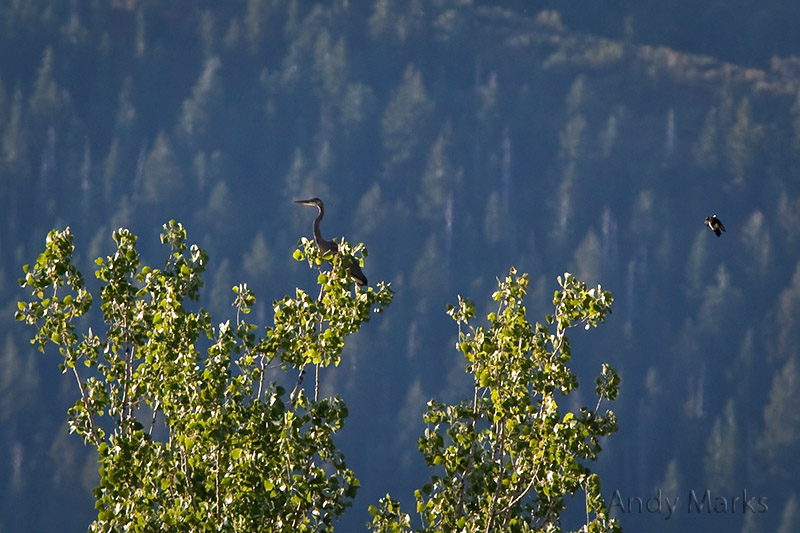 Heron hazed by Magpie - 400yds