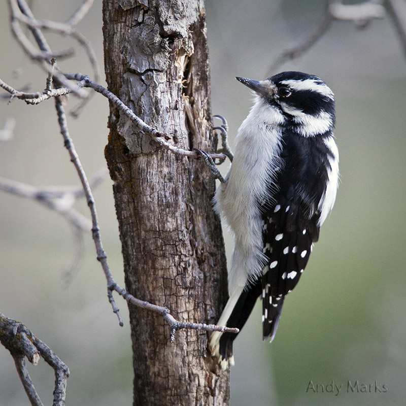 Downy Woodpecker, Female