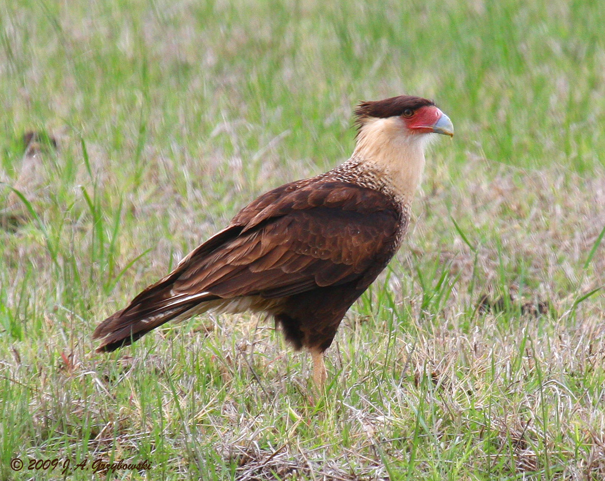 Crested Caracara - yearling