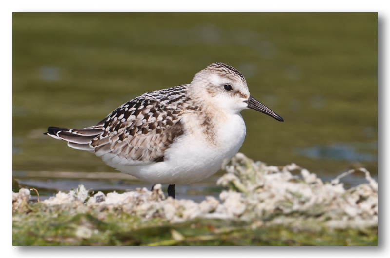 Bcasseau sanderling