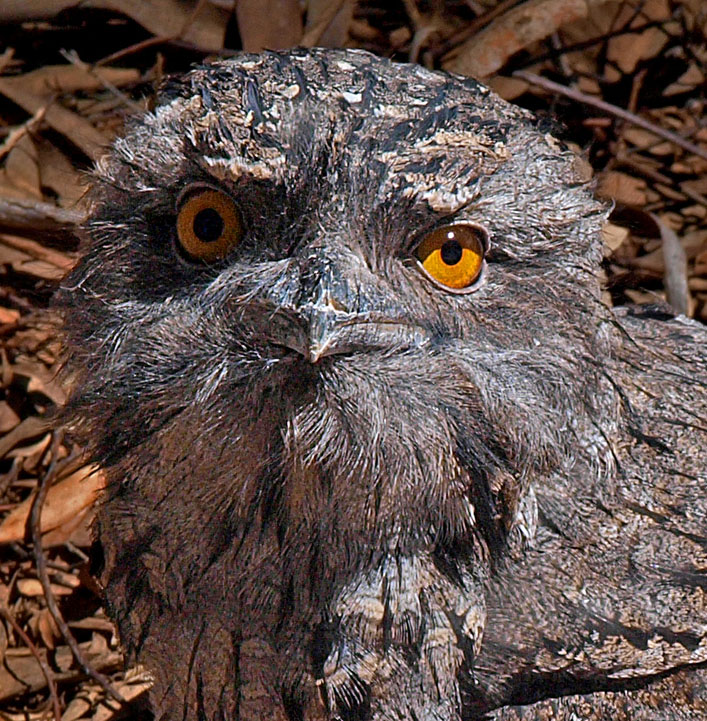 Tawny Frogmouth 2