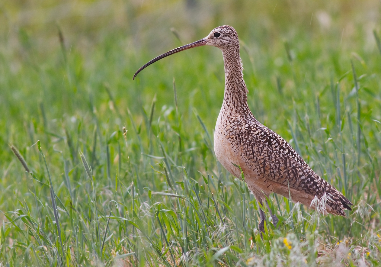 long billed curlew.jpg