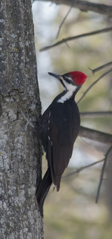 Grand pic - Pileated Woodpecker-2