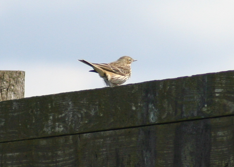 Meadow Pipit (Anthus pratensis) Camperduin 14-04-2012