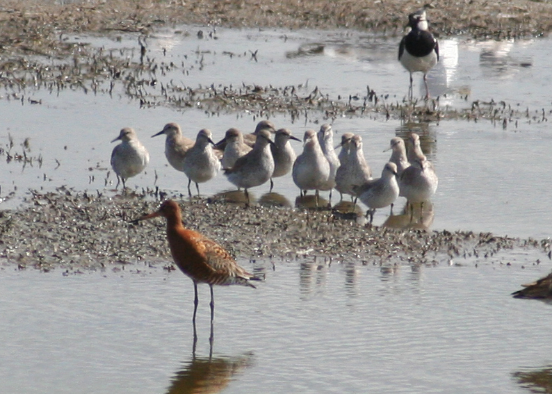 Red Knot (Calidris canutus) & Black-tailed Godwit & Northern Lapwing, Camperduin de Putten