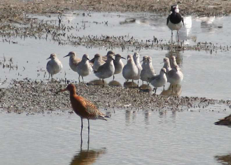 Red Knot, Camperduin de Putten.JPG