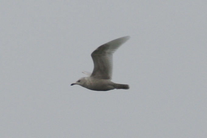 Icelandic Gull (Larus glaucoides) Kwade Hoek 3-3-12