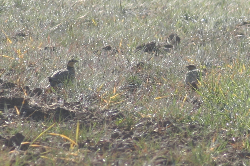 Pintailed Sandgrouse (Pterocles alchata) Lleida Steppe