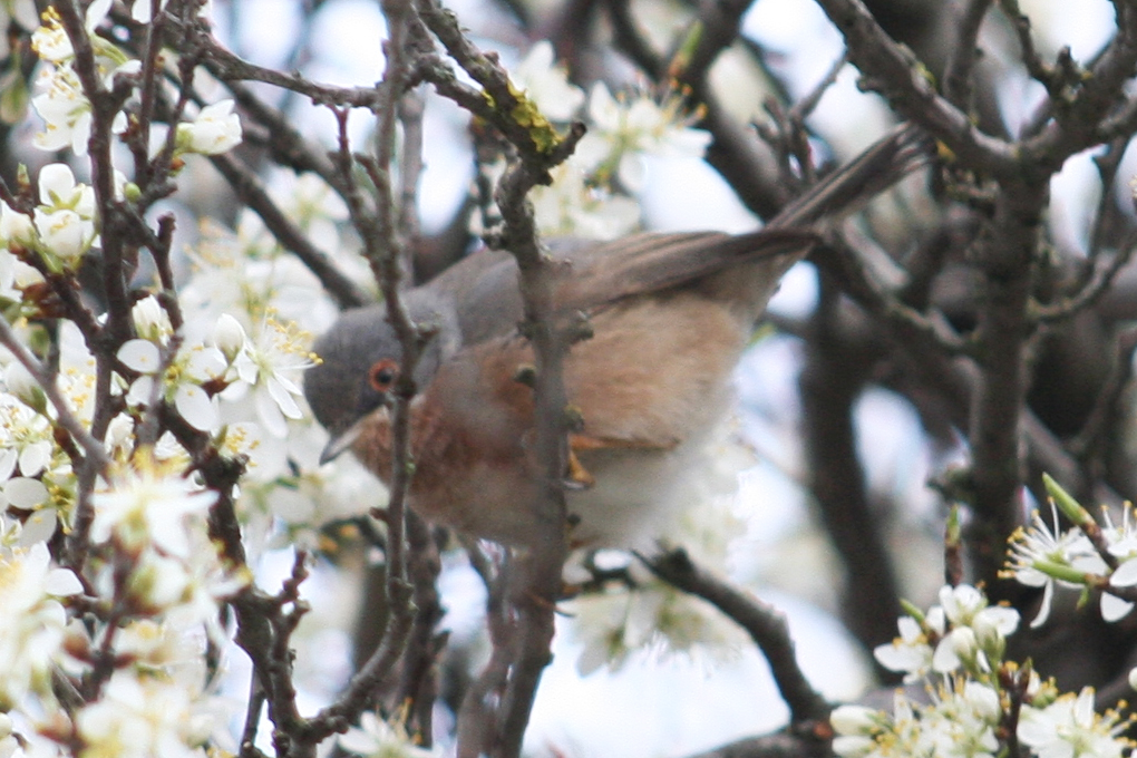 Subalpine Warbler ssp iberiae (Sylvia cantillans iberiae) Baga - Pyrenees