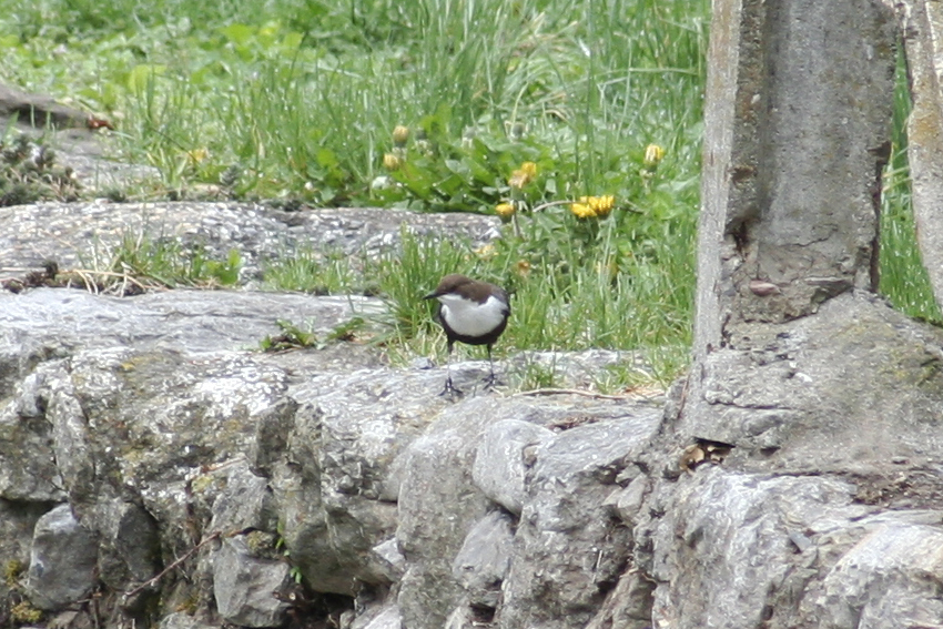 Red-bellied Dipper (Cinclus cinclus aquaticus) Baga Pyrenees 5-4-2012.JPG