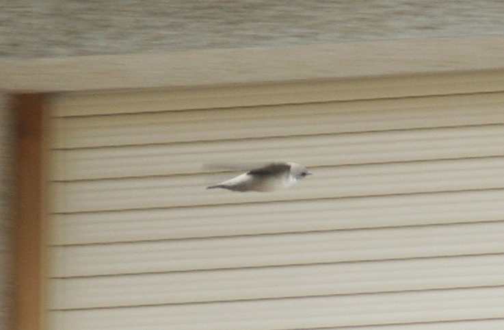 Crag Martin (Ptyonoprogne rupestris) Baga - Pyrenees