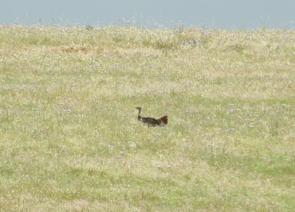 Great Bustard (Otis tarda) Castro Verde, Alentejo Portugal