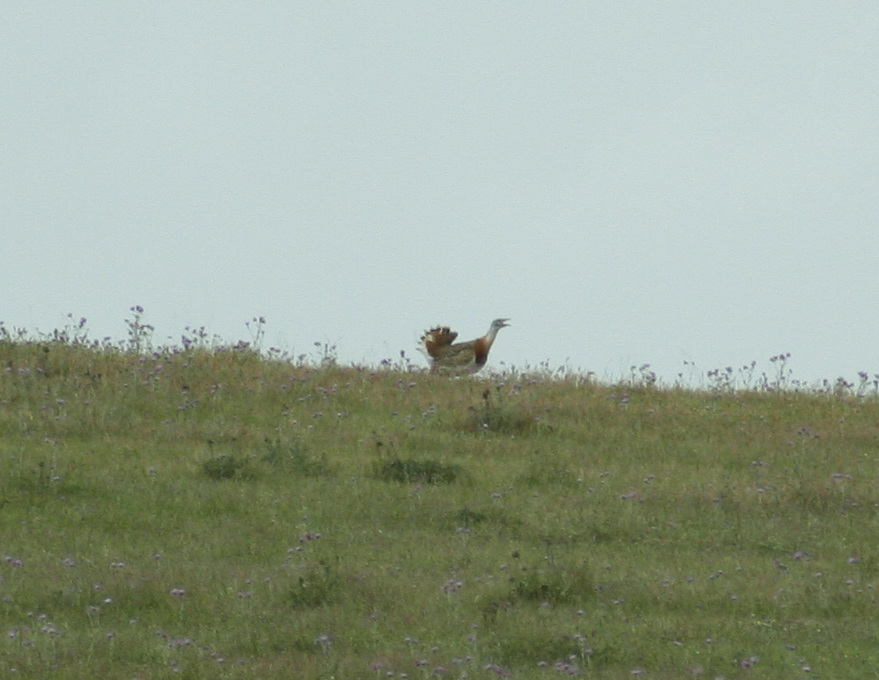 Great Bustard (Otis tarda) Castro Verde, Alentejo Portugal