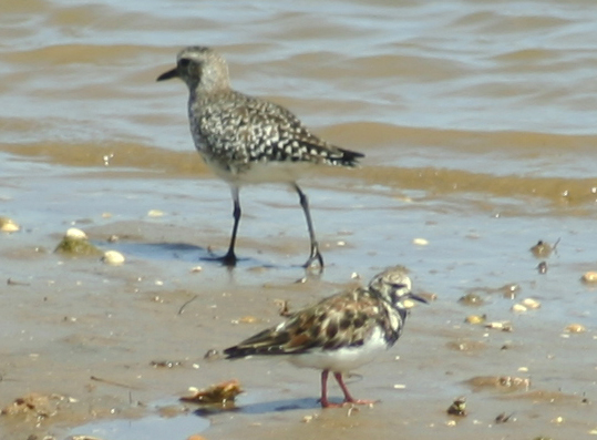 Grey Plover and Turnstone - Ria Formosa