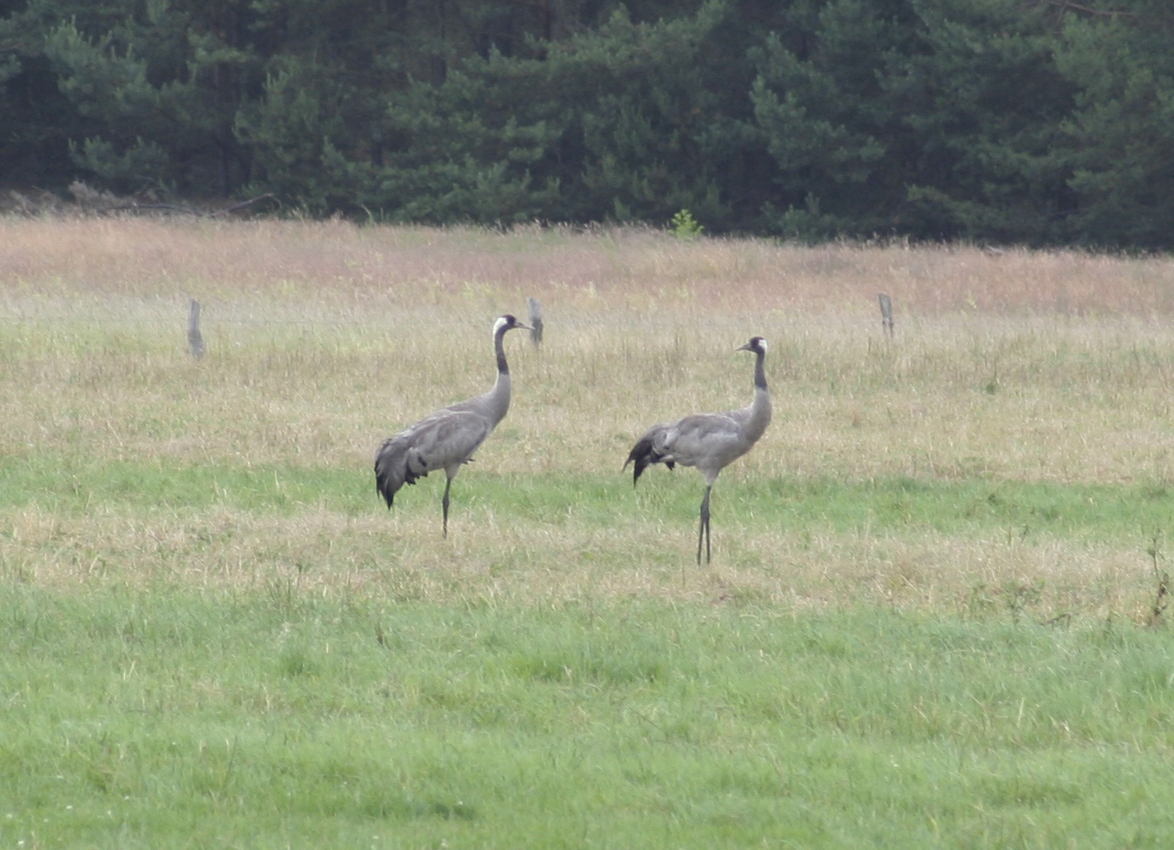 Common Cranes (Grus grus) Muritz NP - Henningsfelde