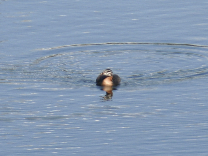 Red-necked Grebes (Podiceps grisegena) Adult & juvenile - Boeker Fischteiche, Muritz NP, Germany 