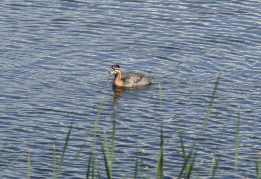 Red-necked Grebes (Podiceps grisegena) Adult & juvenile - Boeker Fischteiche, Muritz NP, Germany 